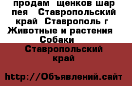 продам  щенков шар-пея - Ставропольский край, Ставрополь г. Животные и растения » Собаки   . Ставропольский край